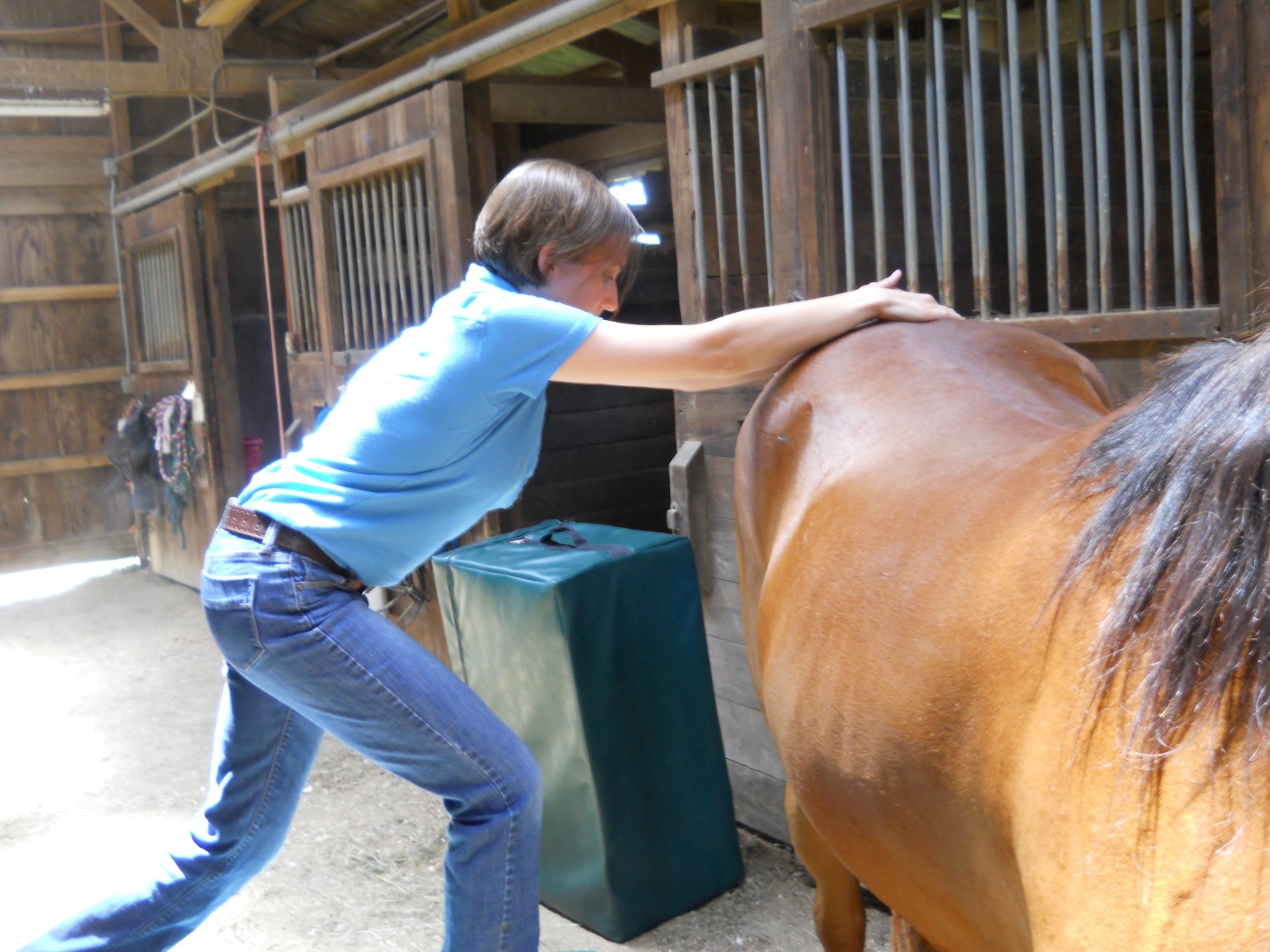 Equine Animals In Motion Chiropractic