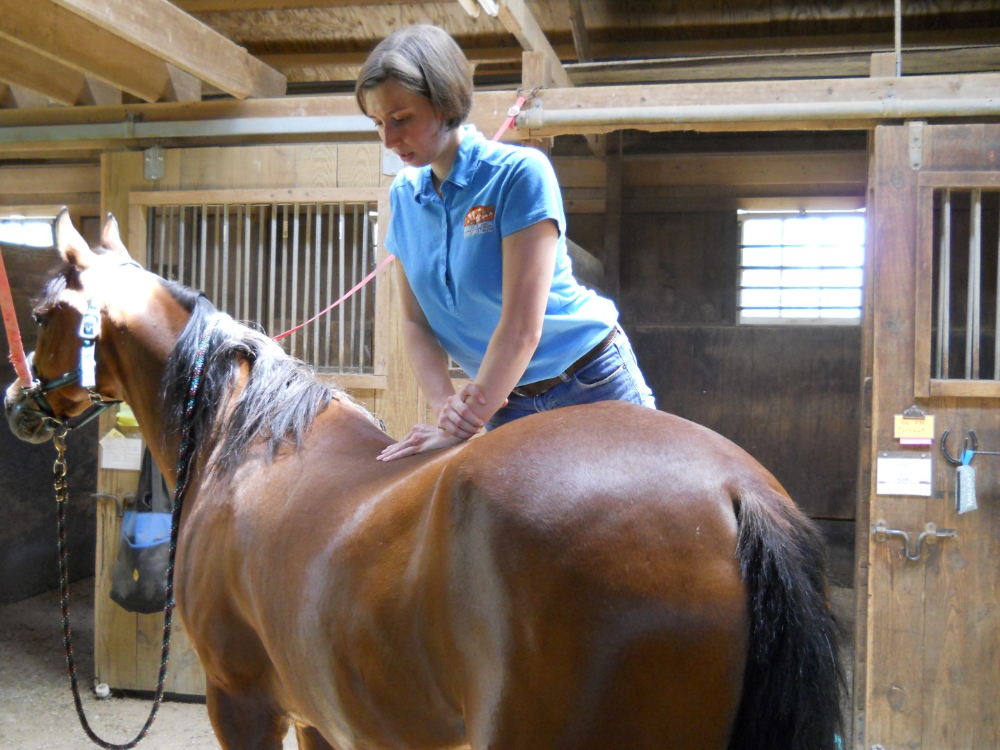 Equine Animals In Motion Chiropractic